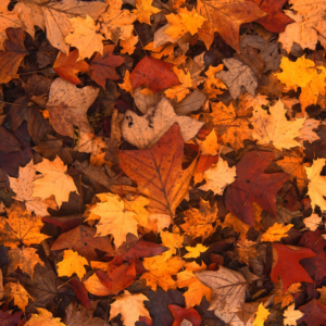 coccola-di-autunno